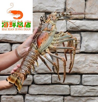 原装进口澳洲海鲜活冷冻古巴大龙龙虾2斤可帮9001000g冻虾