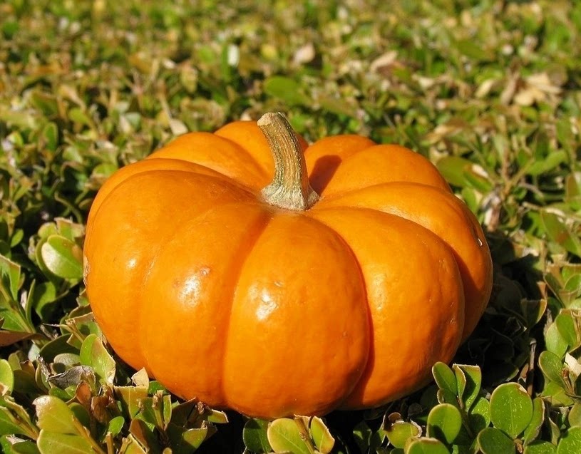 《南瓜的力量》阅读问题1.南瓜能承受超过5000磅压力的原因2.