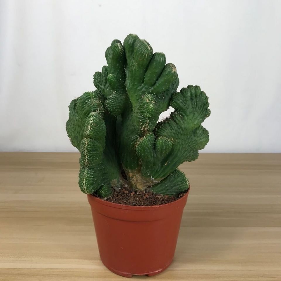 五指五指山山镇之宝多肉仙人掌室内植物盆栽非常多肉植物