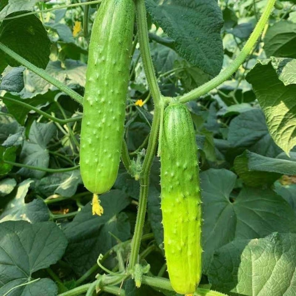 黄瓜东北新鲜应季蔬菜农家自种脆嫩水果现摘黄瓜