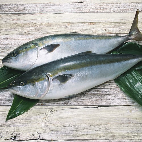 大鲅黄金鲅青鱼鰤鱼章红一一条1718斤新鲜海捕整条马鲛鱼