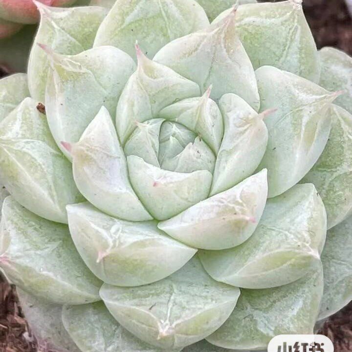 冰钻月影稀有厚叶暗纹尖尖杂交新品多肉子叶多肉植物