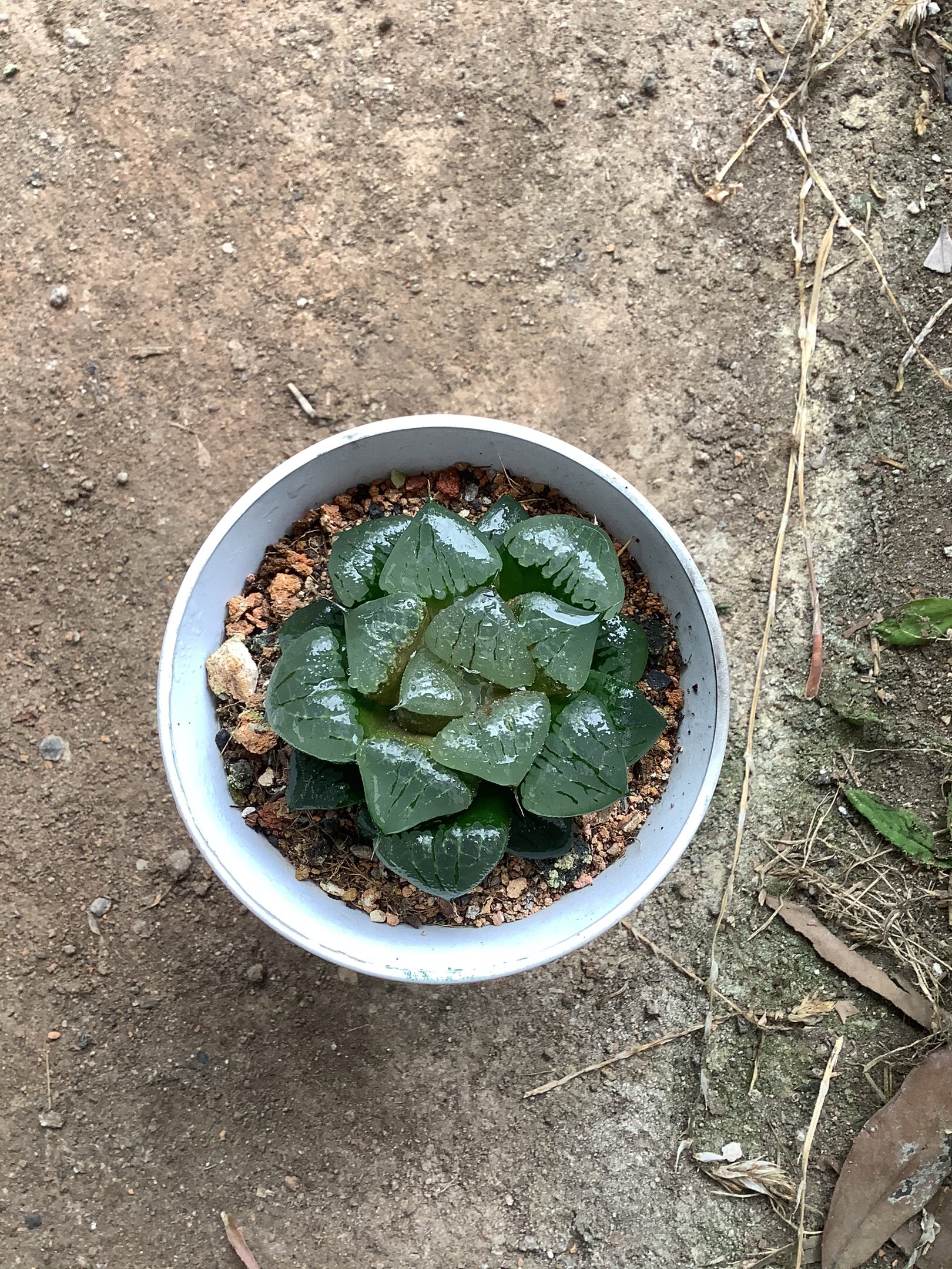 变异超丸叶阿寒湖一物一拍口径95cm十二卷多植物多肉植物