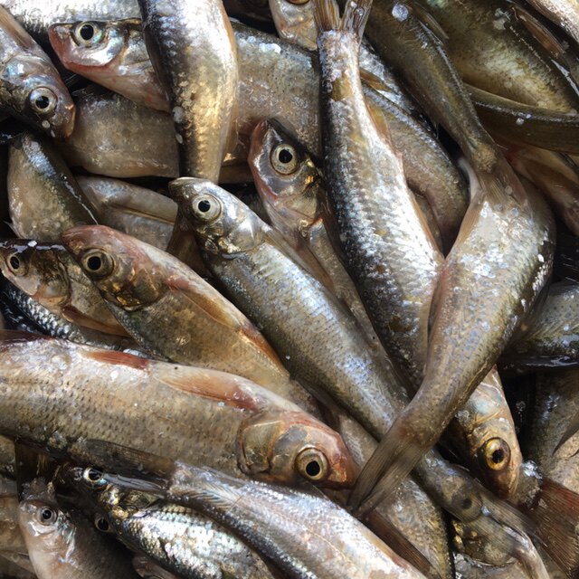 淡水野生小杂食用鲜活水产微山湖野捕宠物零食淡水鱼类