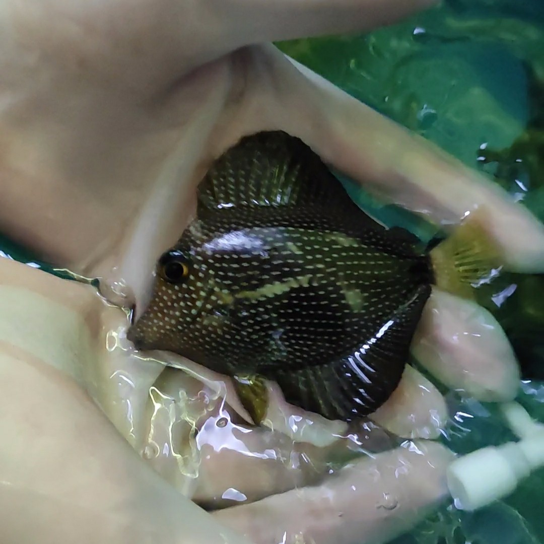 一川水族海水活体观赏鱼宠物珍珠鱼