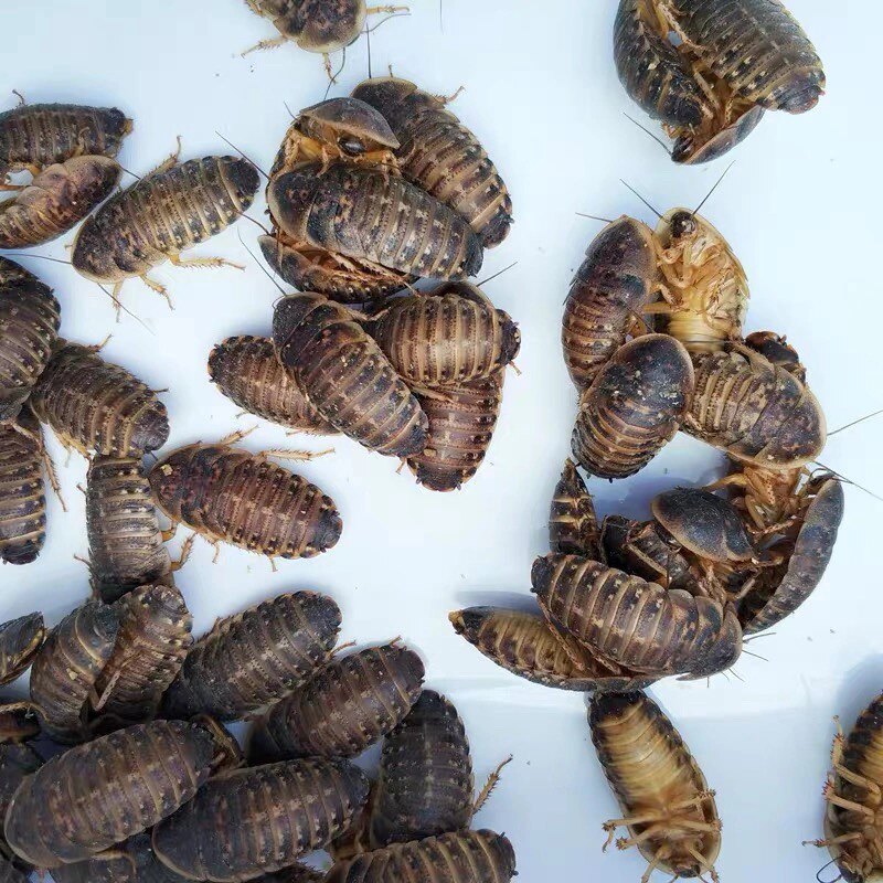 杜比亚比亚蟑螂爬宠昆虫活体饲料绿色养殖场直销爬虫
