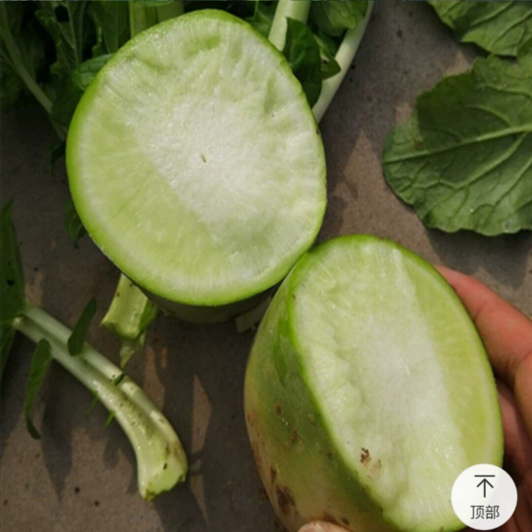 河南青皮白萝卜5斤露头萝卜现挖新鲜带泥水洗萝卜