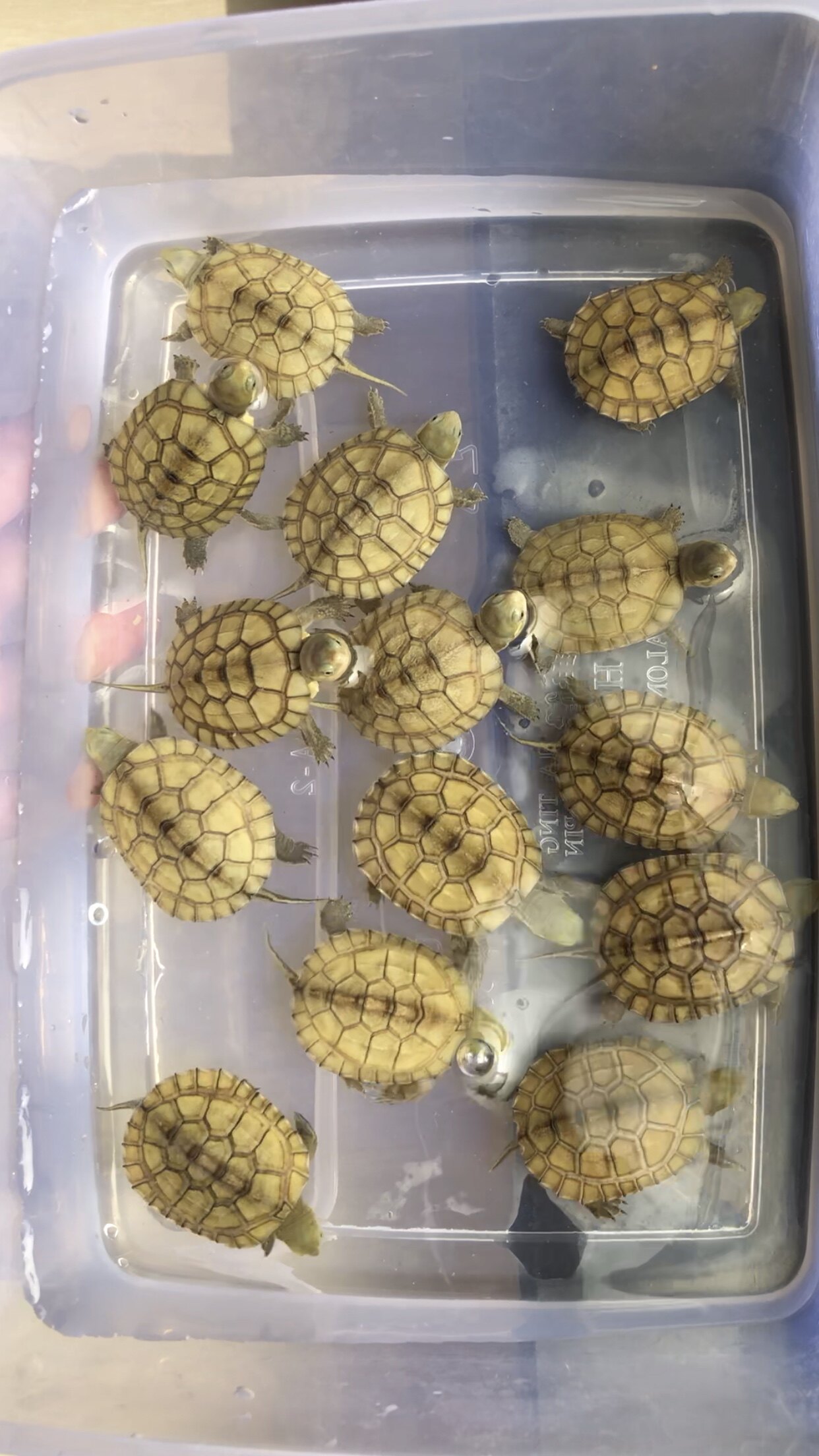 安徽皖南纯种黄喉小青龟苗喉小青苗喉缘龟宿龟