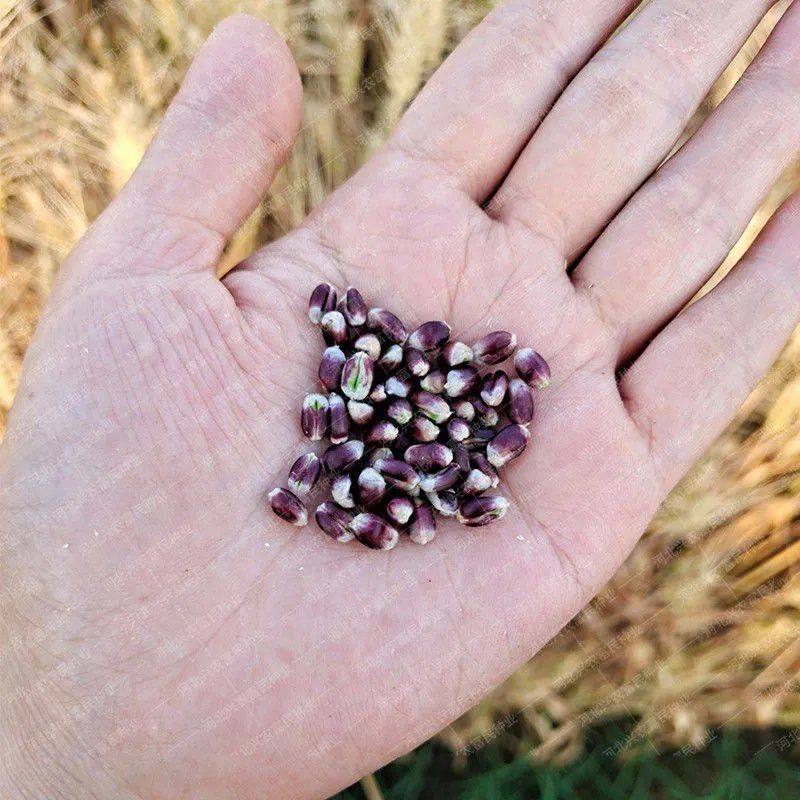 紫麦1号冬小麦种子大田抗倒耐旱富硒高产紫红家庭园艺种子