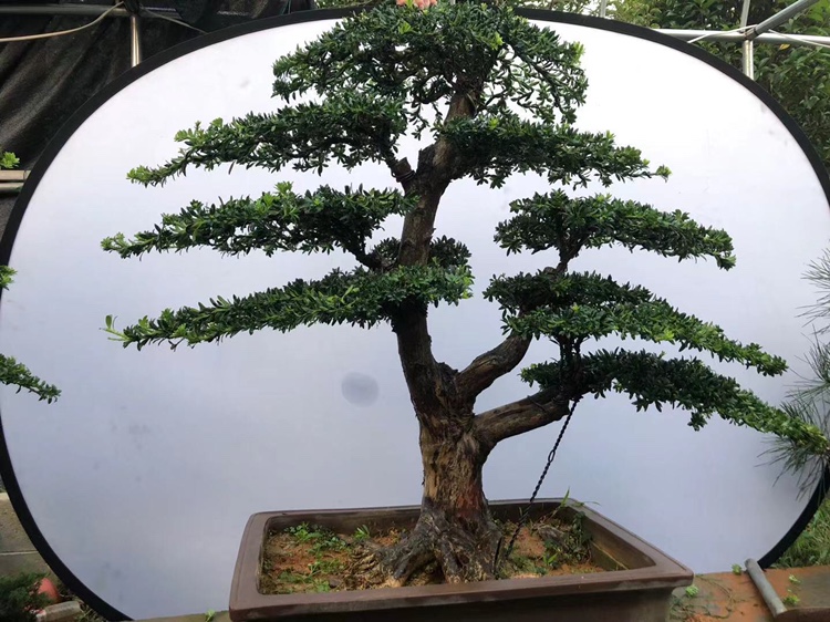 黑珍珠盆栽汉松罗汉松冬青绿箩植物新款茶花容易绿植