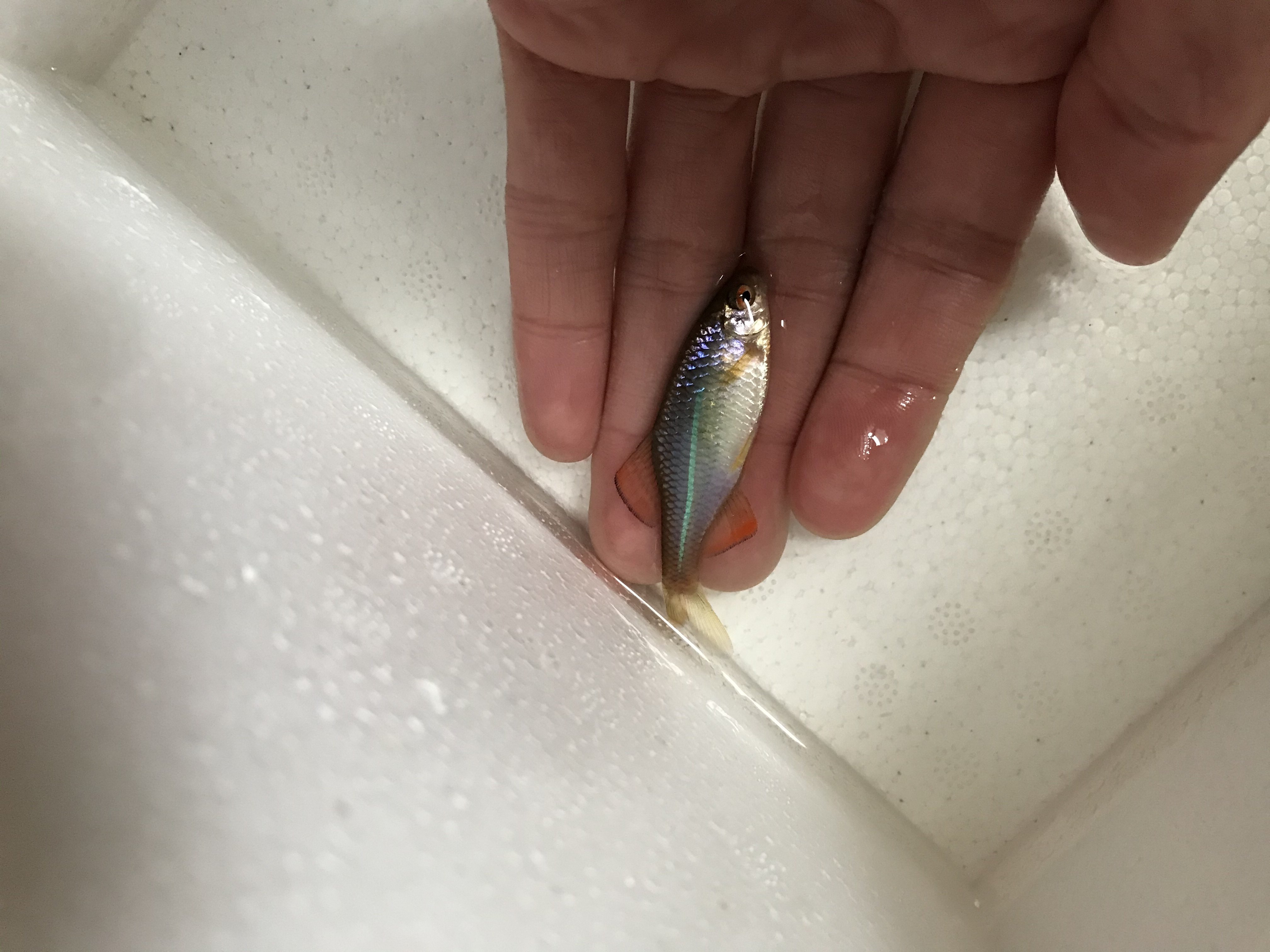 肯氏鱊啃食鱊鳑鮍原生冷水鱼溪流观赏鱼鱼