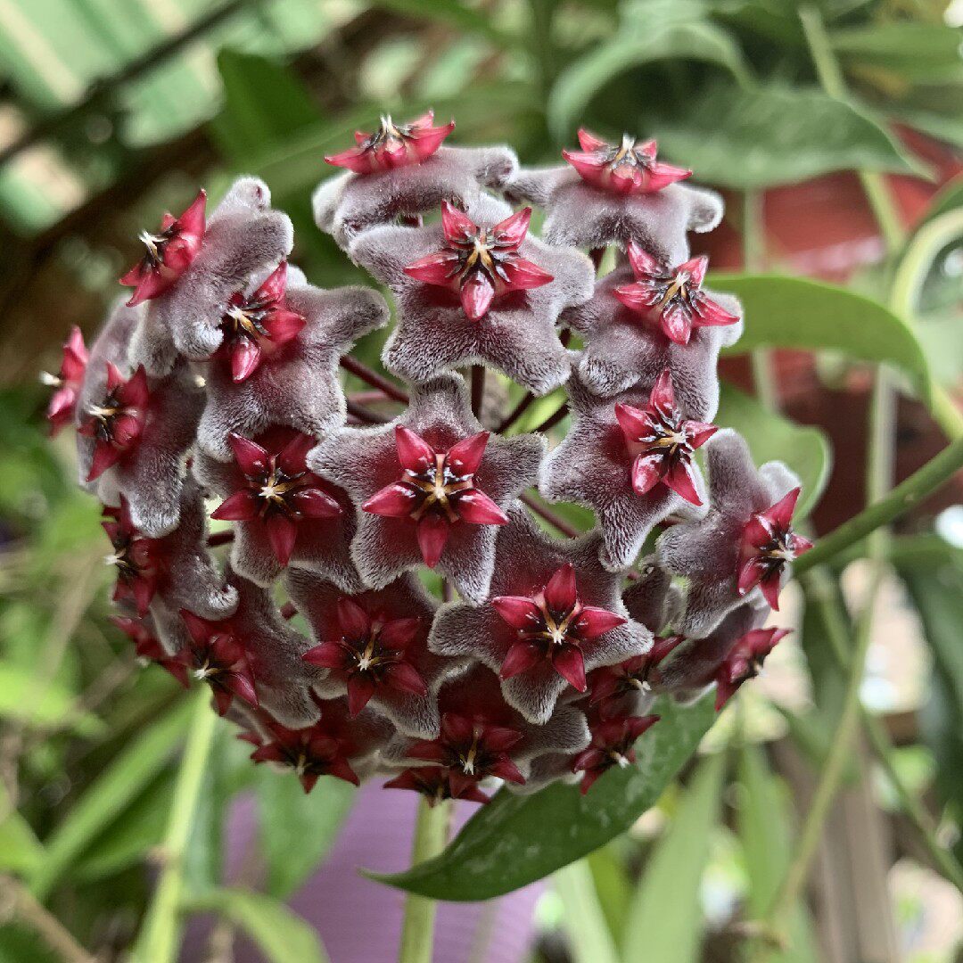 居家花卉盆栽球兰花苗绿叶红花巴顿白花多色时令草本花卉