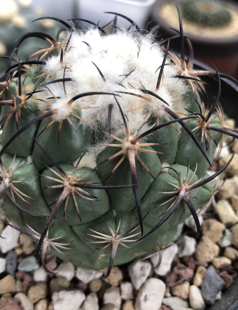 妍远仙园钢钉花球实生进口稀有品种精品仙人多肉植物