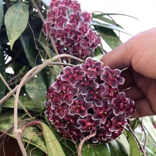 居家花卉盆栽球兰花苗绿叶红花巴顿白花多色时令草本花卉