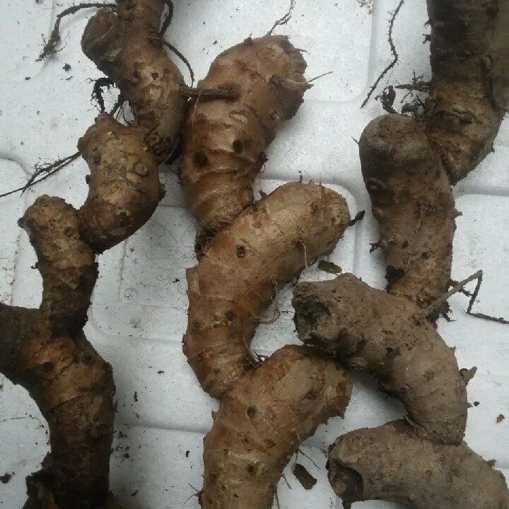 箭杆中药材野生新鲜山姜根中草药九龙枫姜叶500g包邮其他药食同源食品