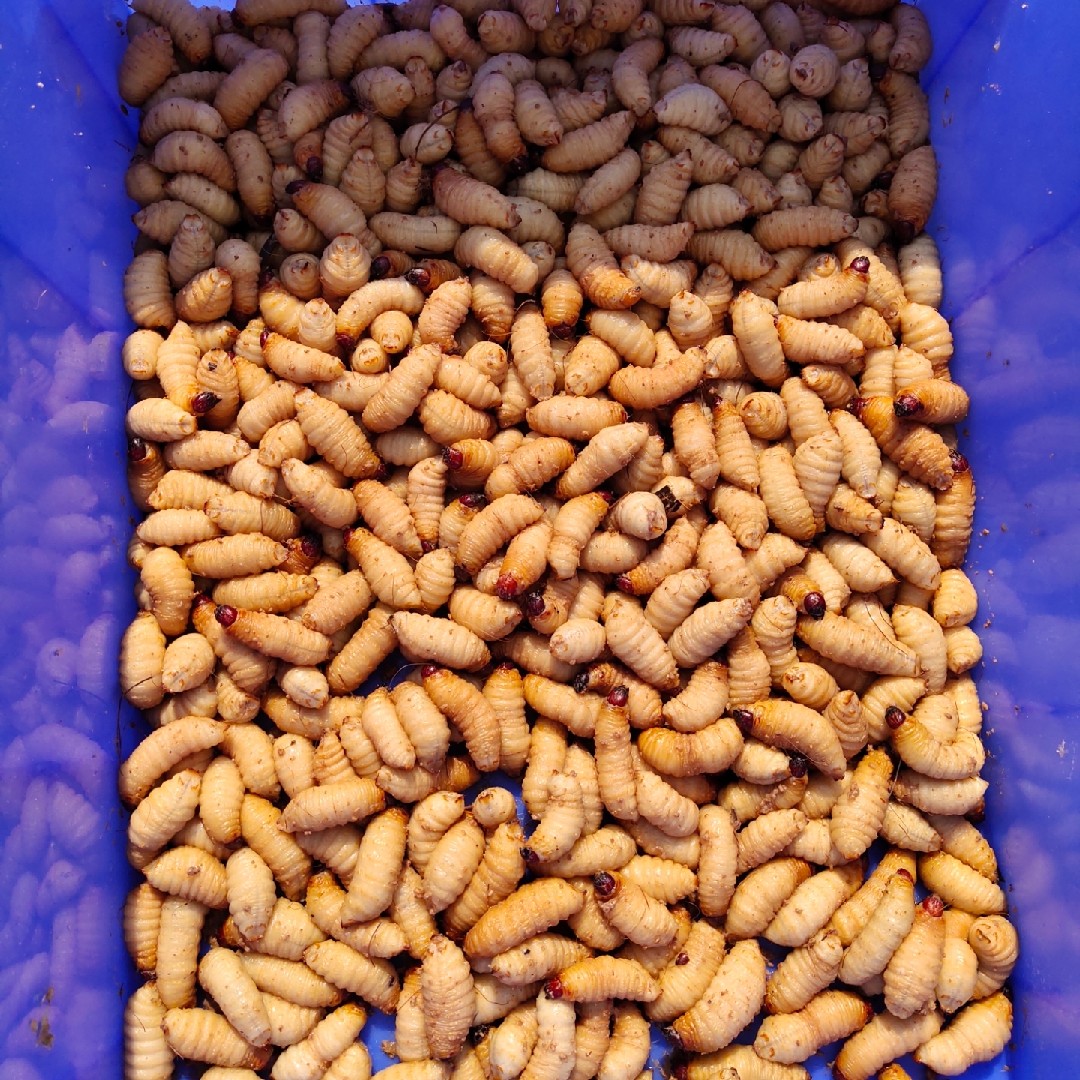 鲜活竹蛹笋蛆活体皇竹1斤笋子竹虫野生竹蛆蝎类