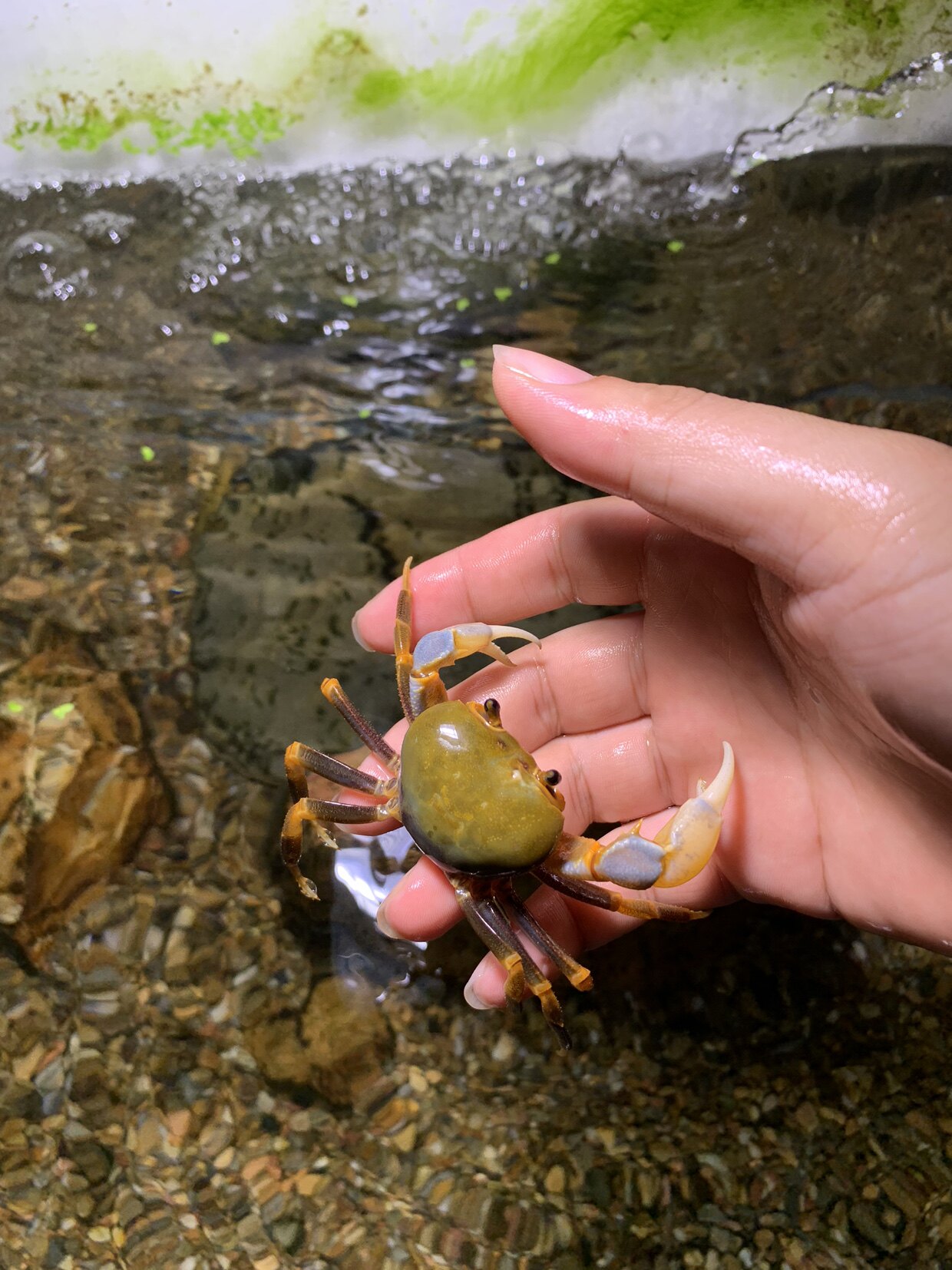 原生态小型相守蟹溪淡水河蟹溪蟹迷你观赏蟹好蟹