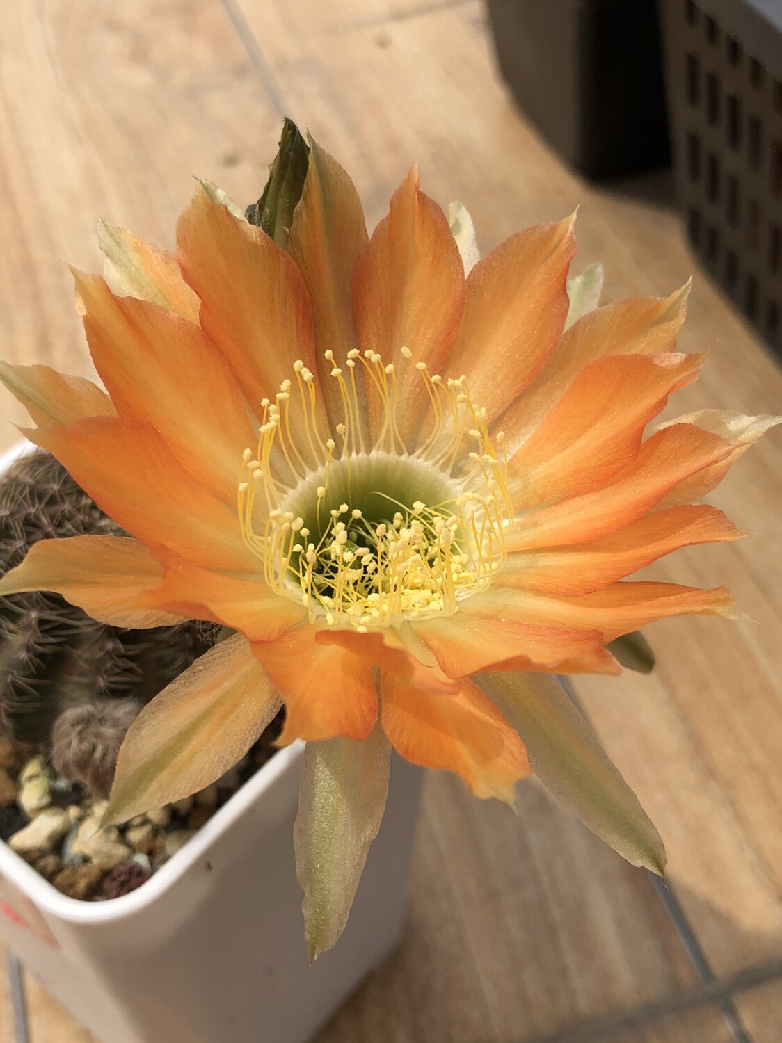 妍远仙园hybrid丽花花球实生进口稀有品种精品多肉植物