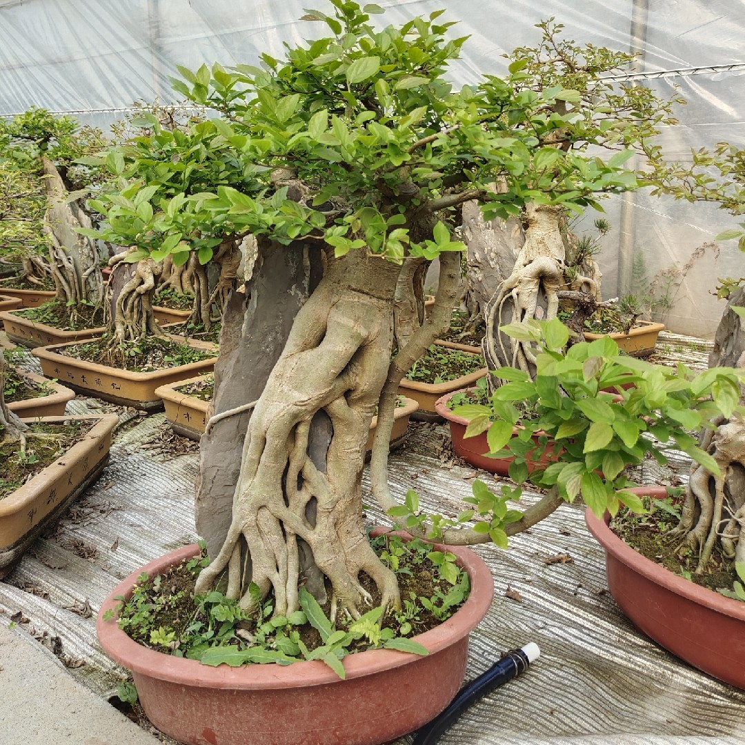 小叶朴树岭南盆景老桩附抱石造型阳台庭院绿植绿植