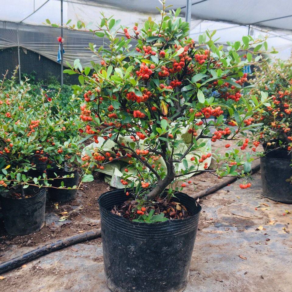 火棘吉祥果树桩盆栽观花观盆景四季常青绿植花卉花卉