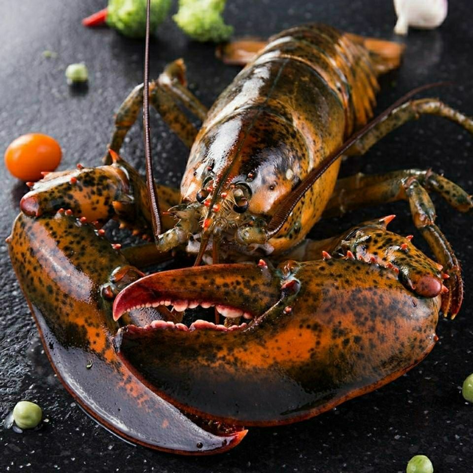 龙虾鲜冻波士顿冷冻海鲜水产特大波龙超大进口虾类制品