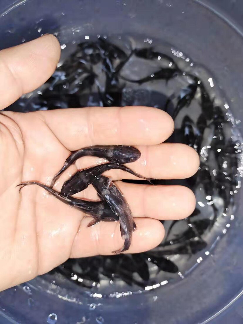 鱼苗江团两须钳鱼江淡水养殖活体食用鲶鱼好养鱼
