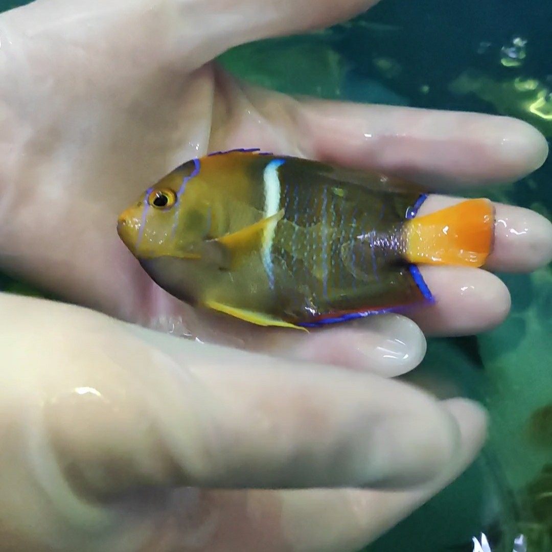 一川水族海水观赏鱼宠物国王神仙仙鱼鱼
