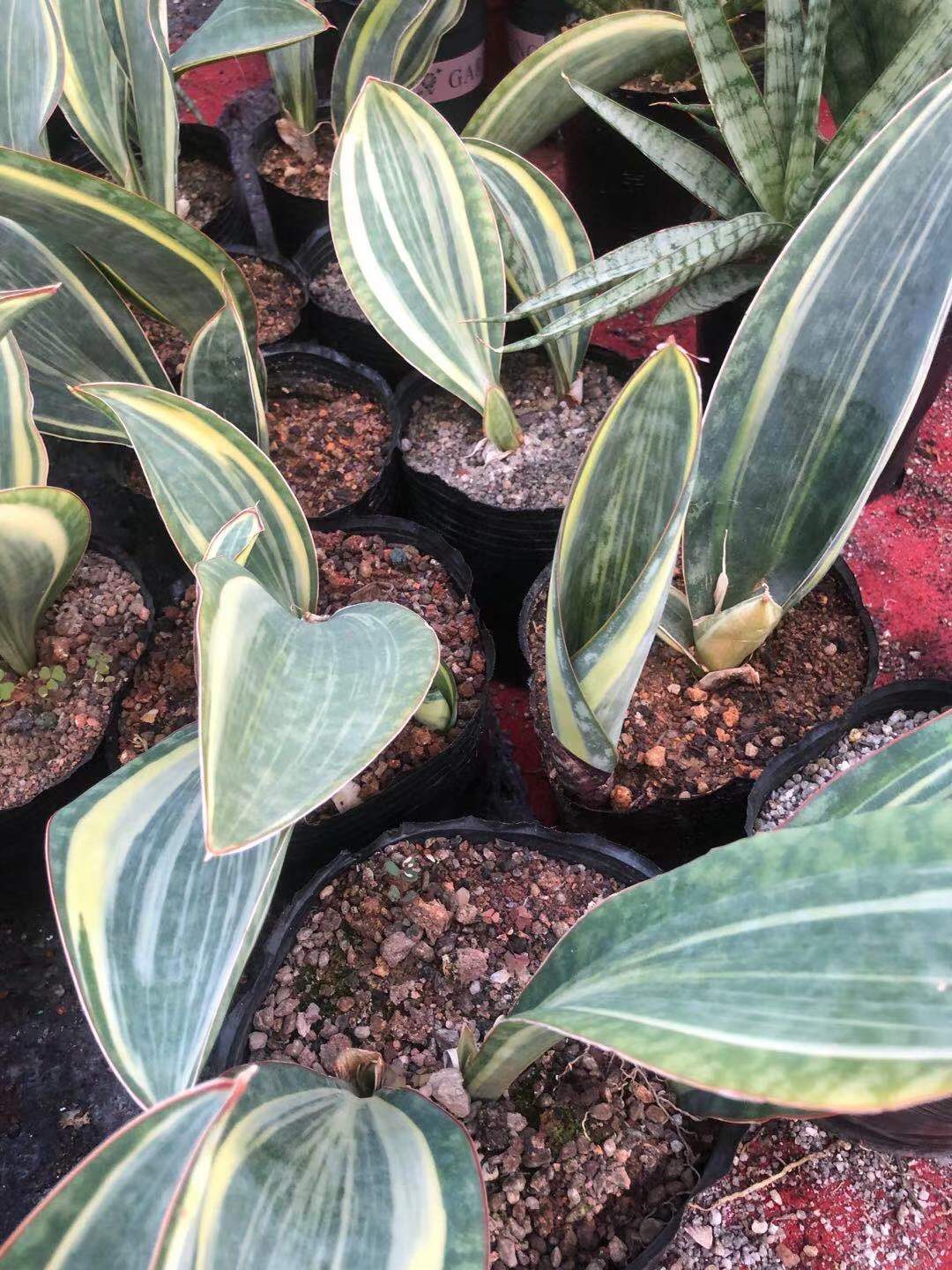 宝镜超大虎皮自然变异稀有进口多肉虎尾植物多肉植物