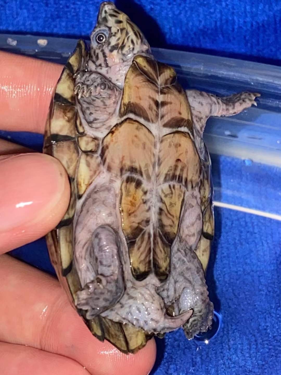 剃刀迷你龟苗宠物深水乌龟活物观赏迷你屋屋顶龟