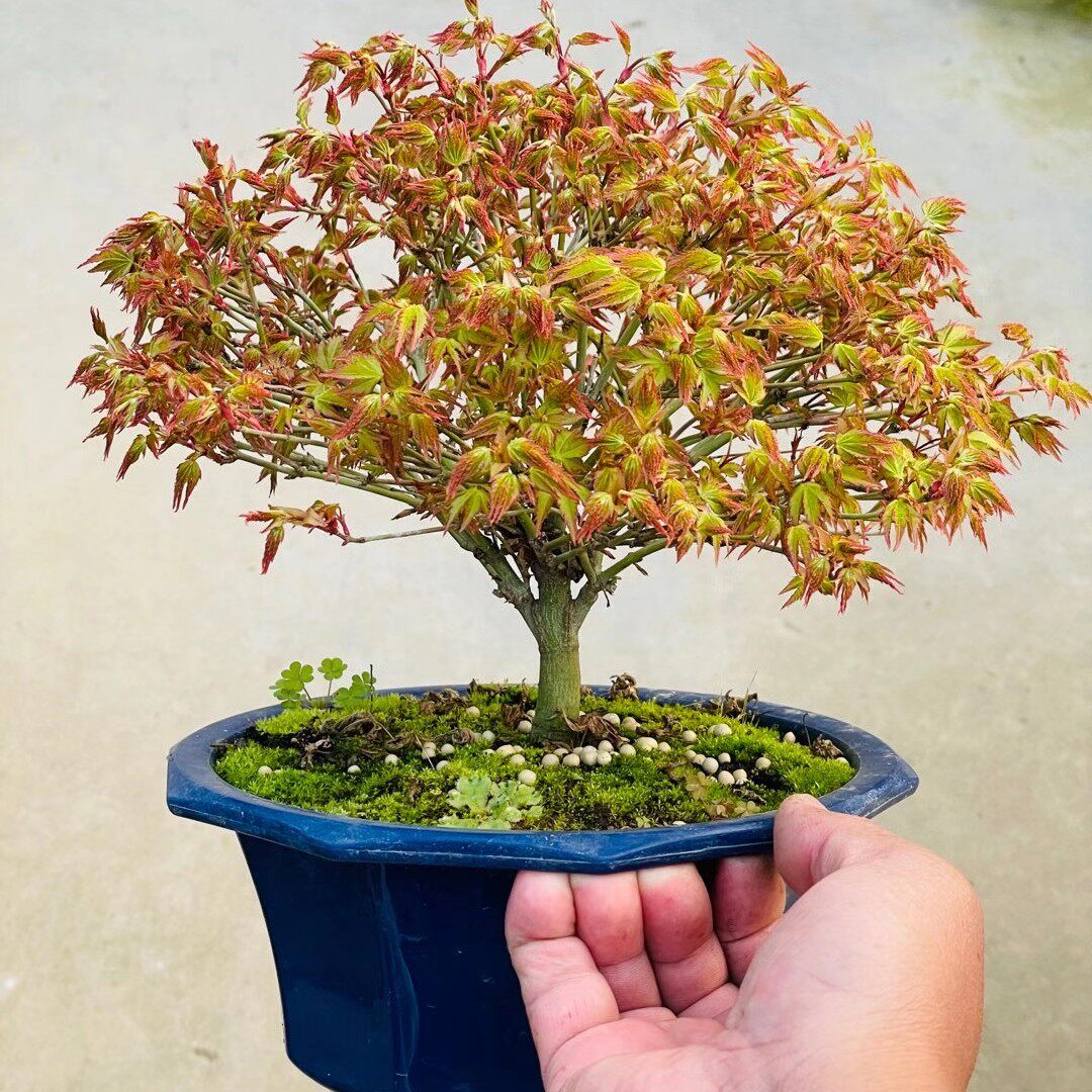 枫树精品日本进口精品清姬微型盆景盆栽实物老桩绿植