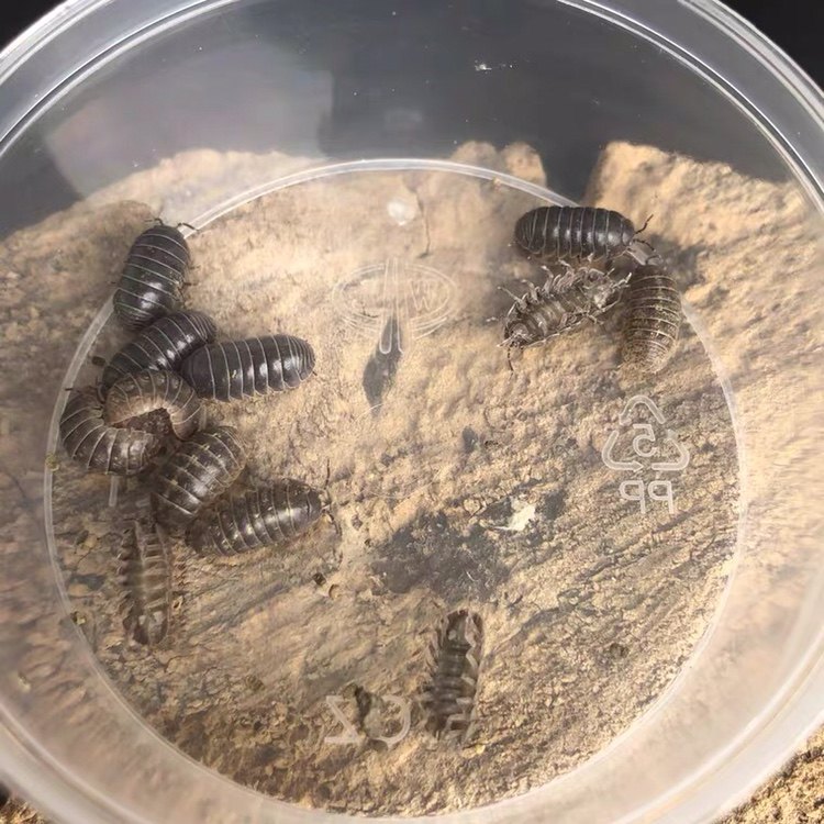 活虫鼠妇宠物潮虫虫子西瓜湿湿昆虫爬宠生物鱼