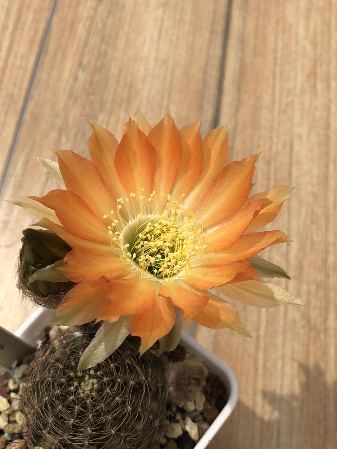 妍远仙园hybrid丽花花球实生进口稀有品种精品多肉植物