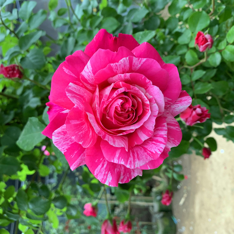 伊蕾斯特藤本月季四季大花欧月爬藤大苗攀援庭院花卉