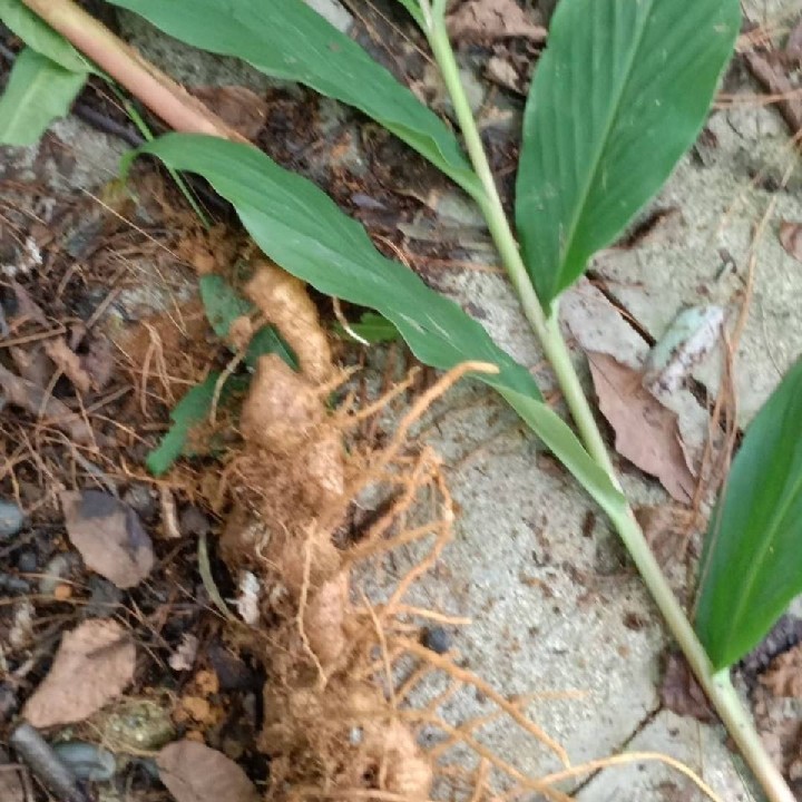 箭杆中药材野生新鲜山姜根中草药九龙枫姜叶500g包邮其他药食同源食品