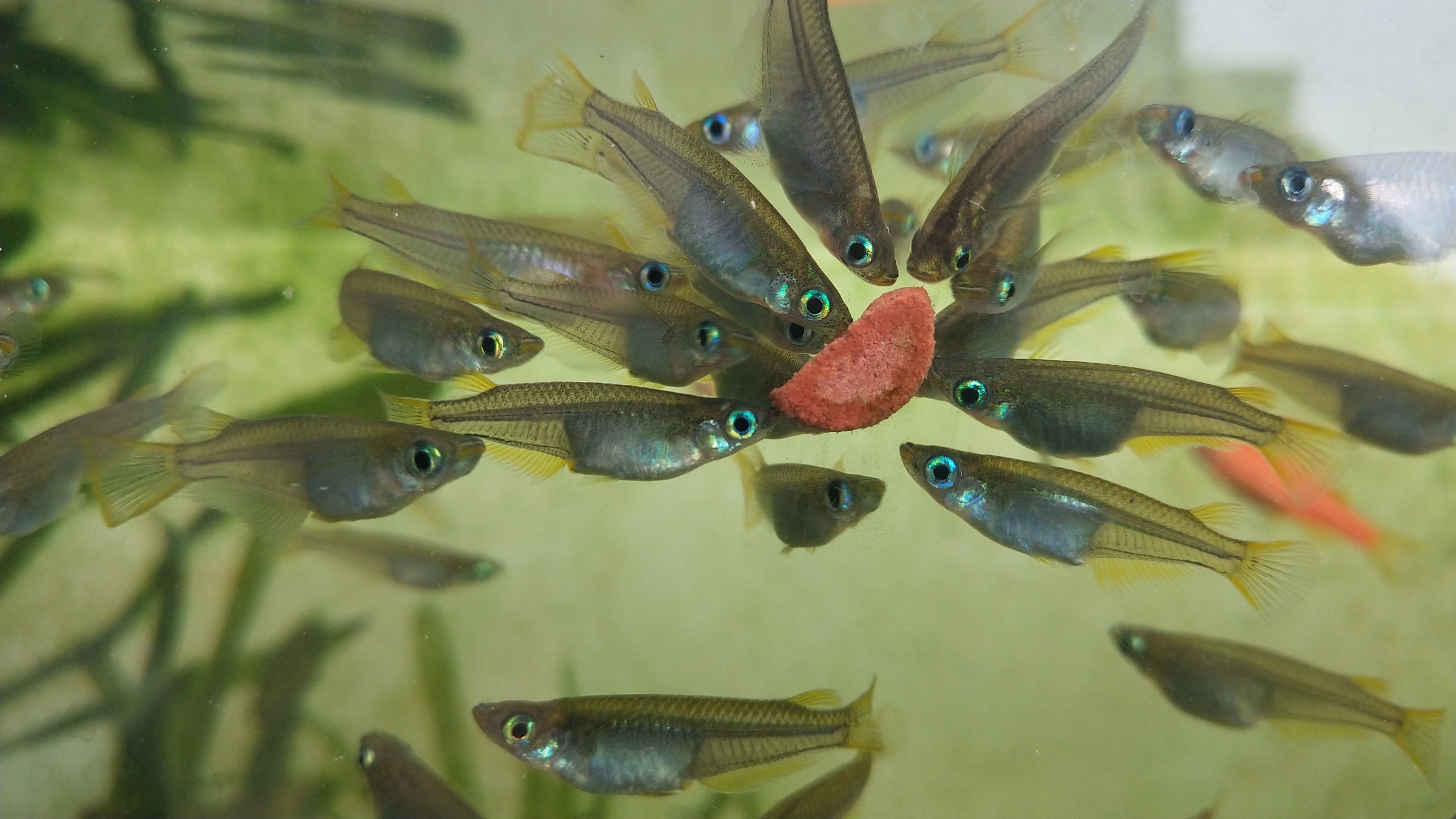 原生小型中层鱼蓝眼幽灵灯鱼系青油膜冷水群游鱼