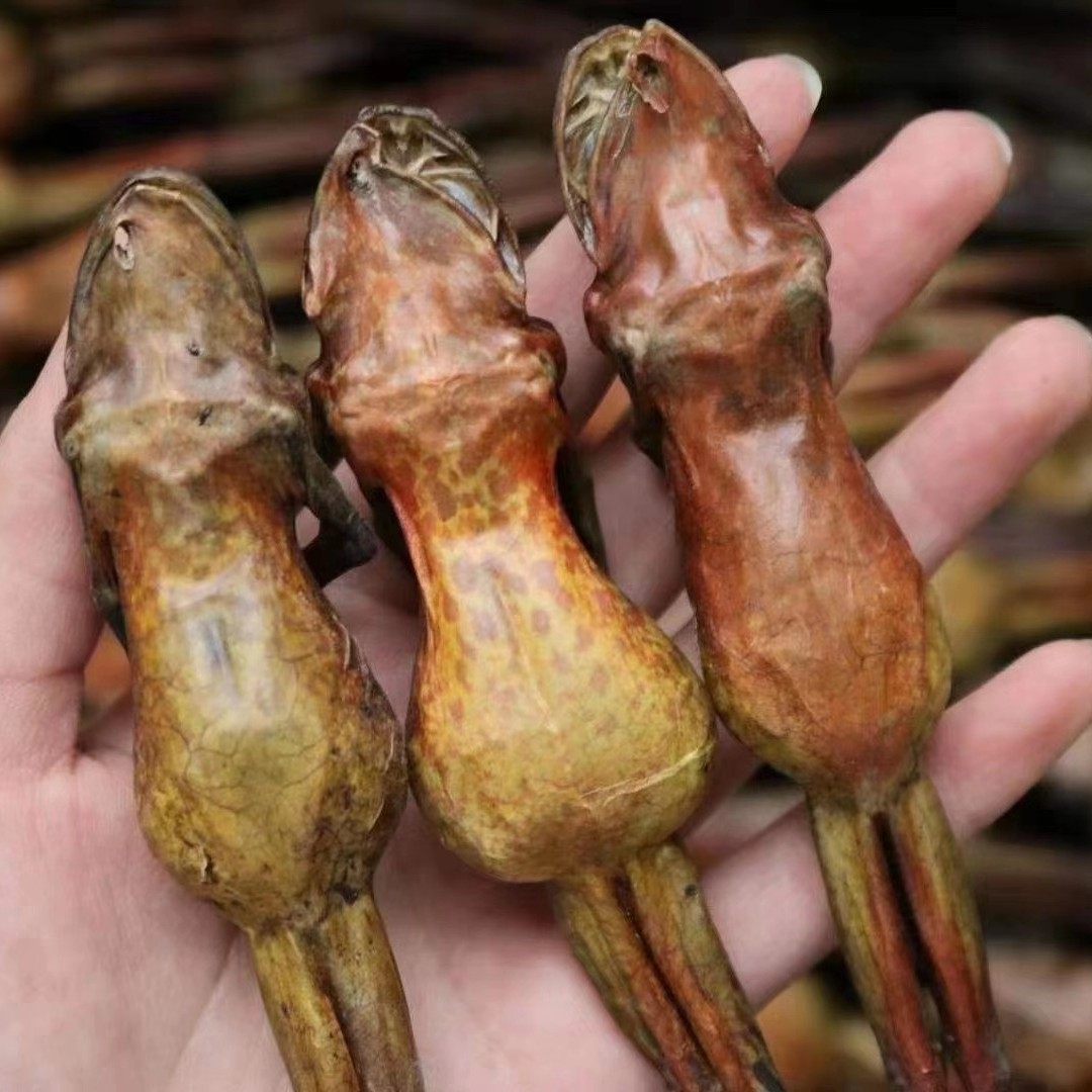 东北长白山雪蛤雪哈干货木瓜林蛙蛤蟆油润10只雪蛤干