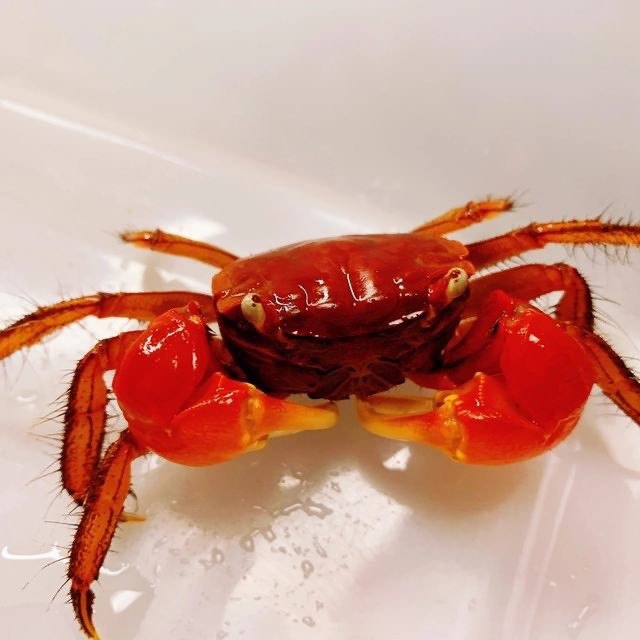 泰国相手蟹淡水蟹观赏蟹活体宠物蟹红螃蟹发财蟹红螯相手蟹寝室养