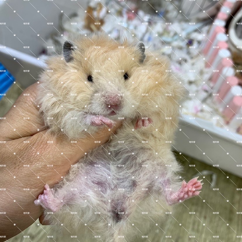 卷毛仓鼠熊仓鼠西施巨型养活上手奶油可爱咬人仓鼠