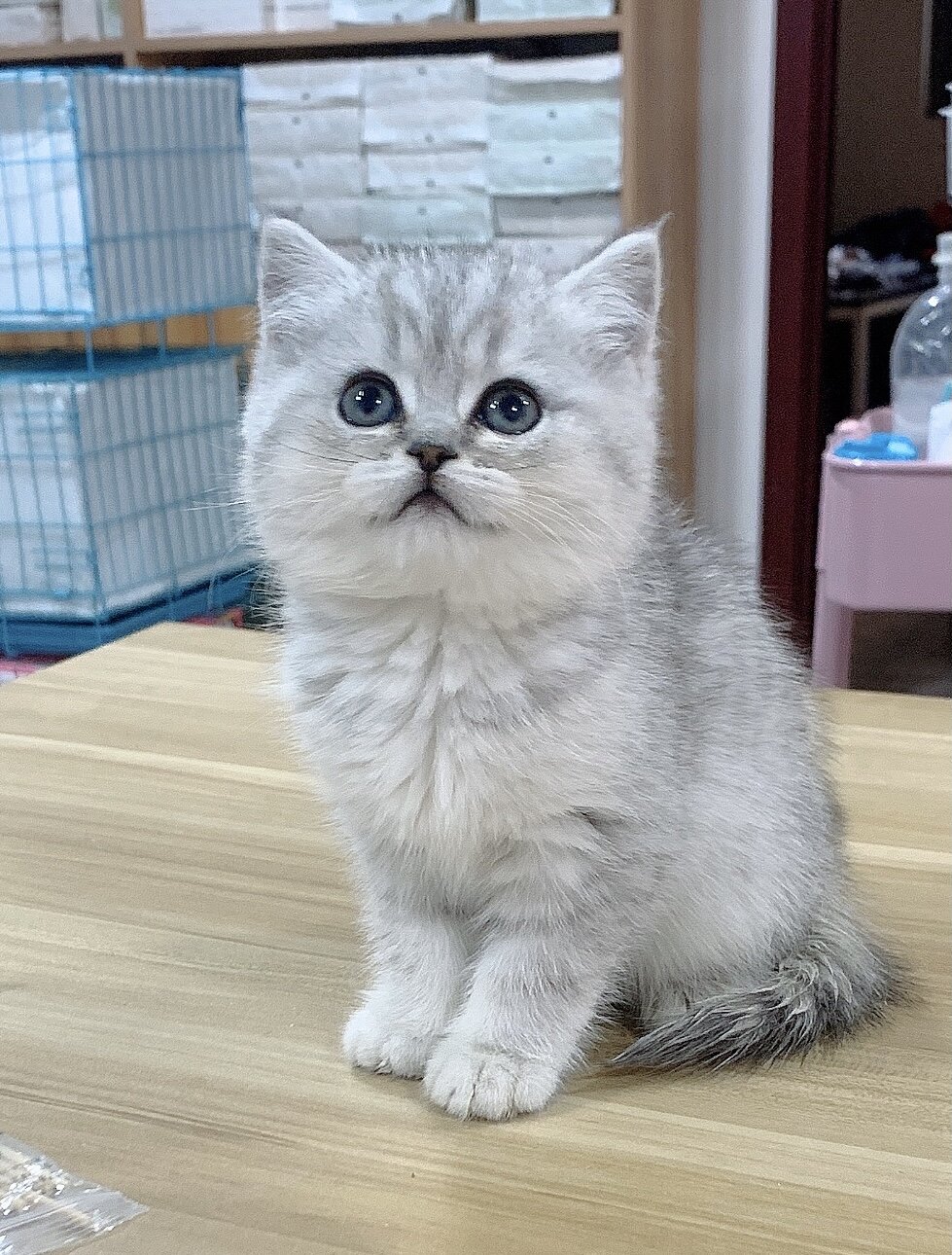 英短血统银渐层幼猫短毛小奶猫咪活物金渐层银点猫咪