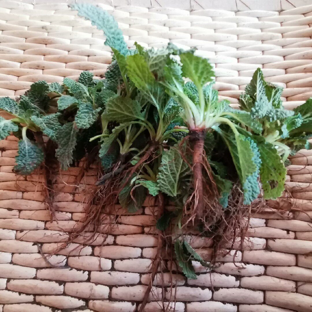 新鲜野生蛤蟆草雪见草整棵带根现挖荔枝草皱其它