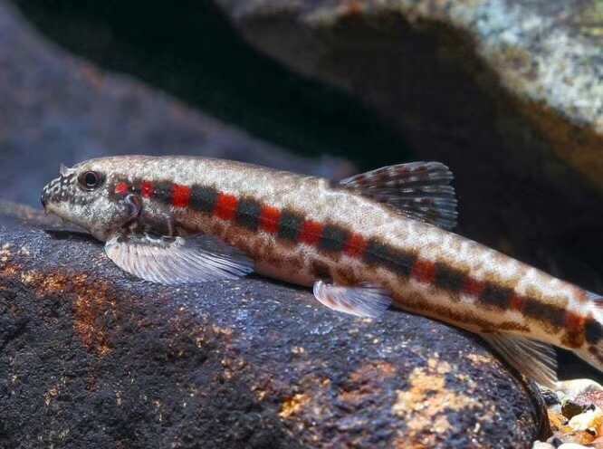 美斑吸鳅似原观赏鱼原生冷水鱼藻褐绿藻溪流琵琶鱼