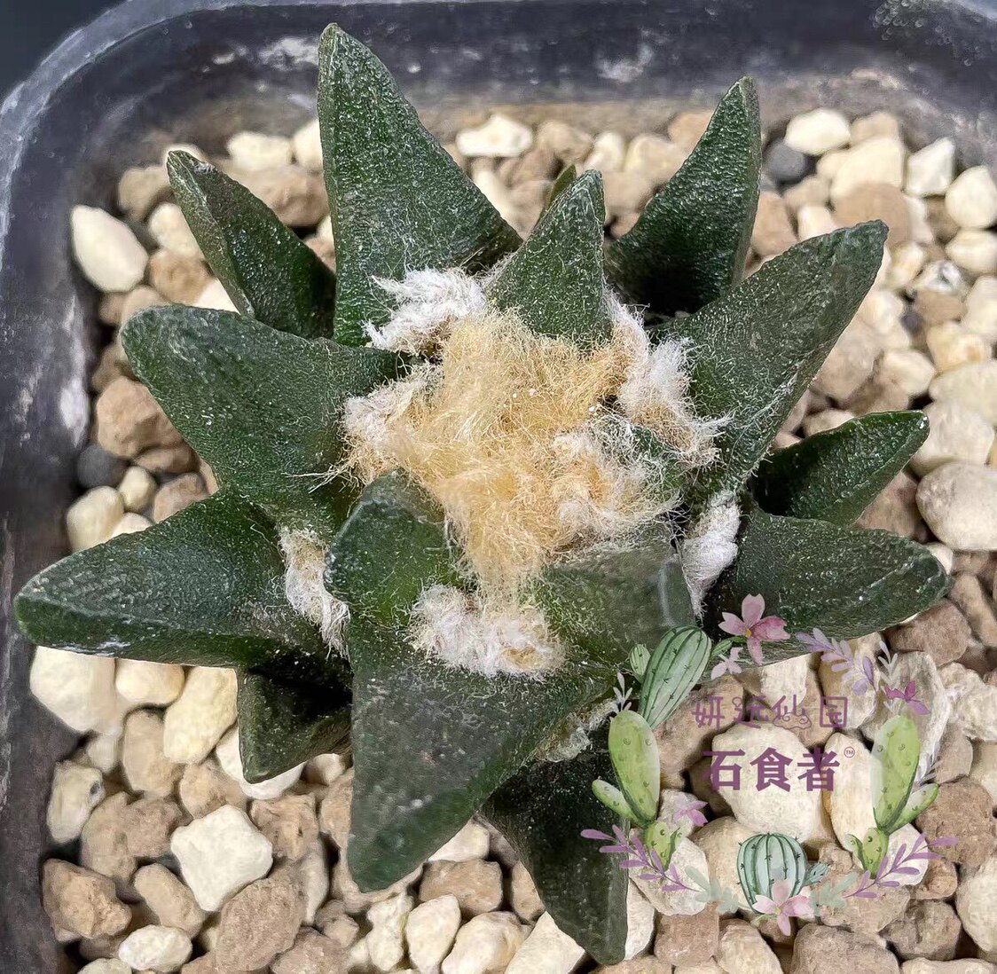 牡丹妍远仙园龙角实生进口稀有品种精品仙人多肉植物