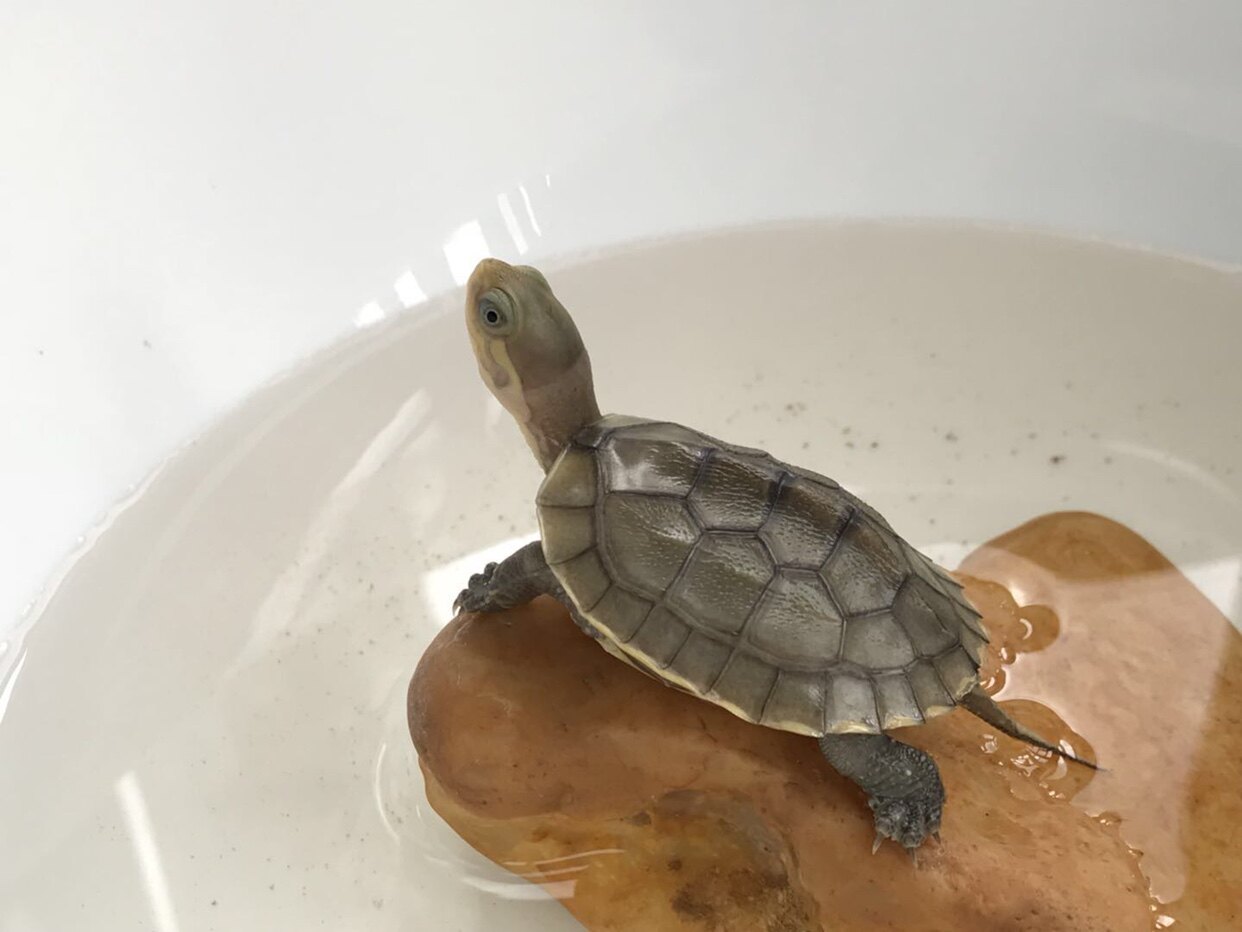 安徽皖南纯种黄喉小青龟苗喉小青苗喉缘龟宿龟