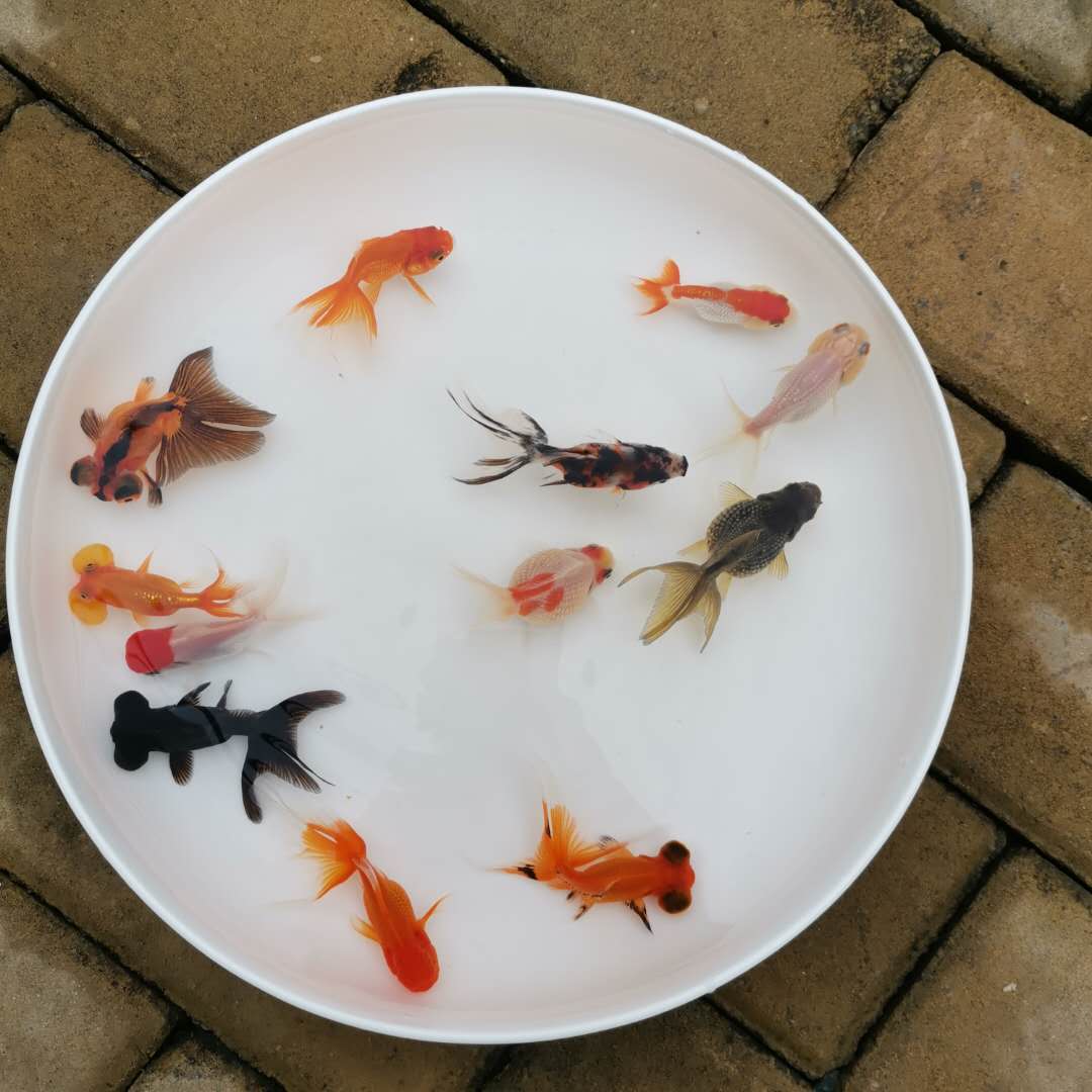 淡水冷水观赏鱼花色小红金鱼锦鲫小金鱼活体锦鲤鱼