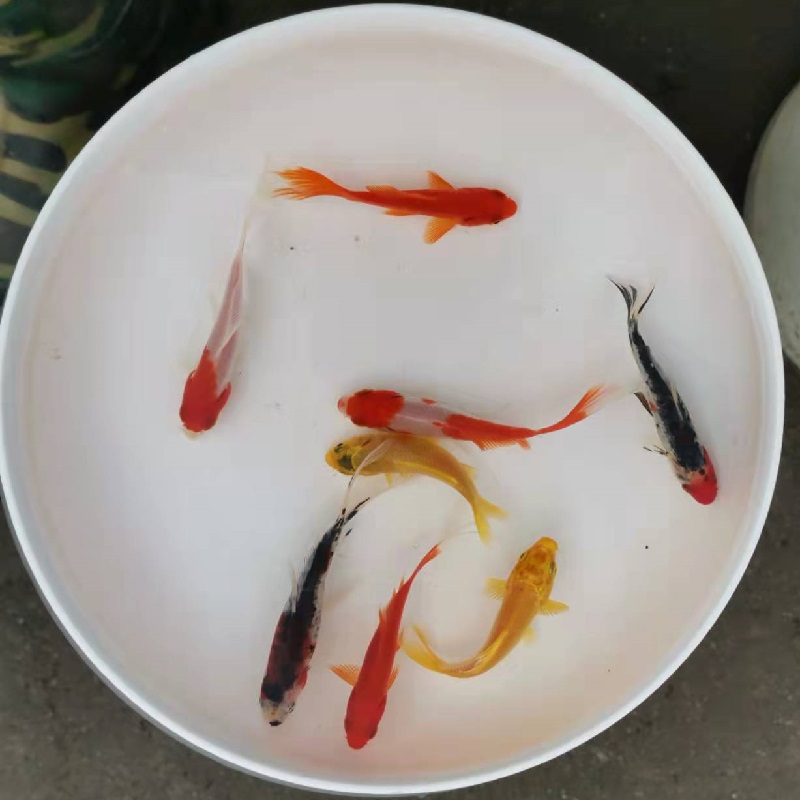 淡水冷水观赏鱼花色小红金鱼锦鲫小金鱼活体锦鲤鱼