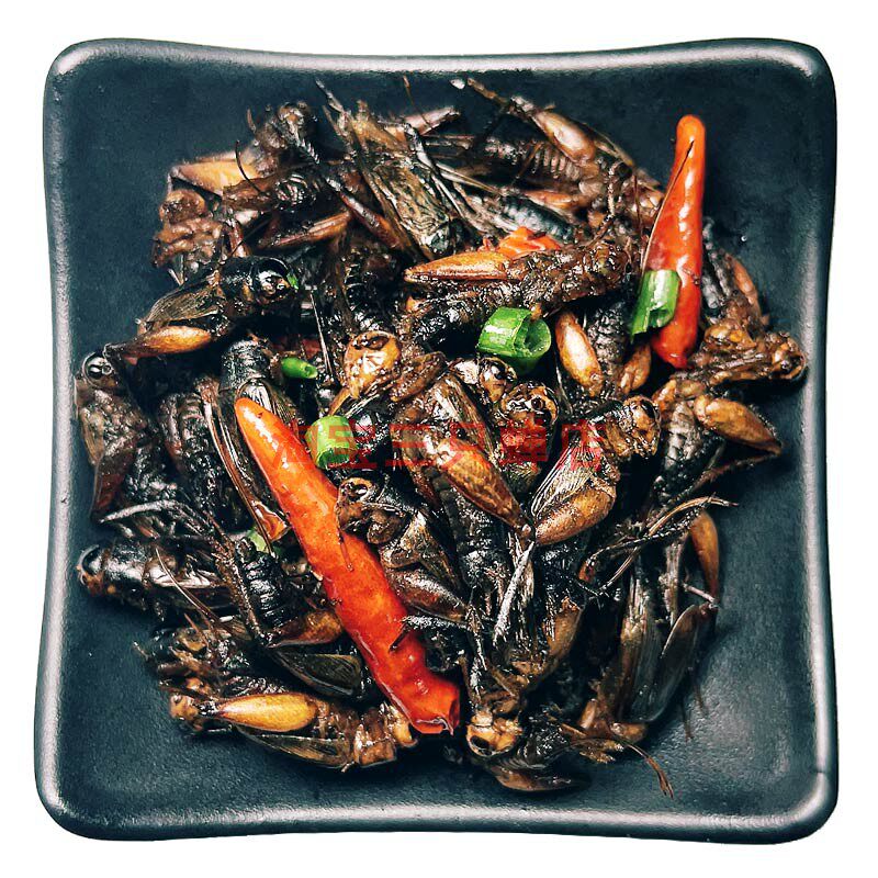 食用昆虫新鲜油炸蟋蟀烧烤葫芦即食蛐蛐虫子蟋蟀