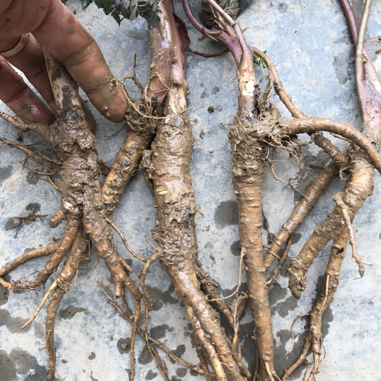 野生当归苗庭院中药材当归籽苗党参种根欧当归岷当归种苗易成活