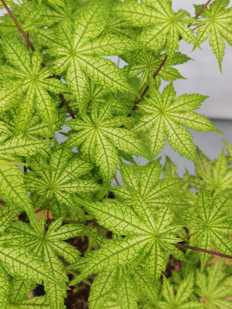 一物一拍日本鸡爪槭脉叶品种鸭立泽观叶庭院地绿植