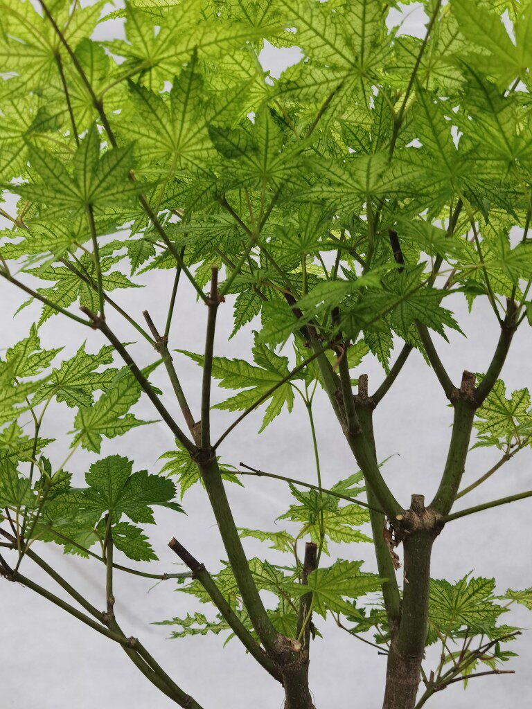 一物一拍日本鸡爪槭脉叶品种鸭立泽观叶庭院地绿植