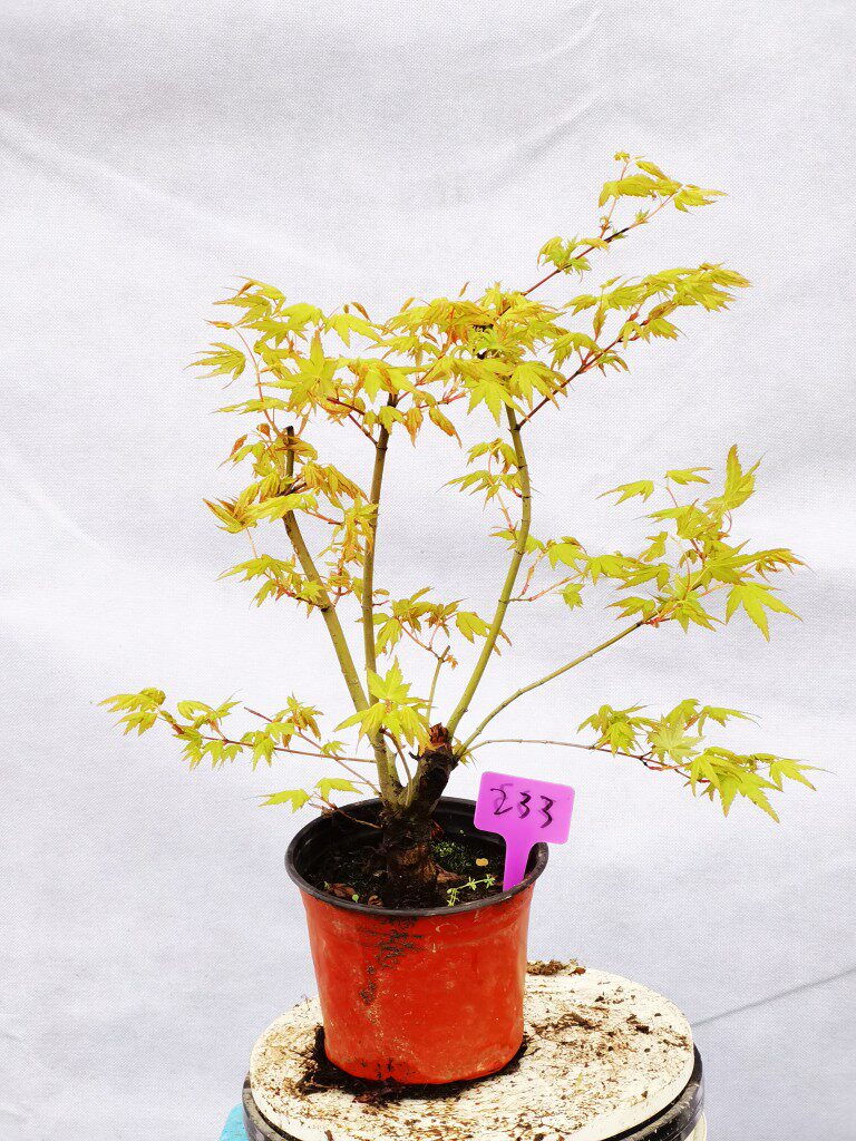 一物金枫盆栽树苗红枫品种金叶黄枫一拍黄金枫绿植